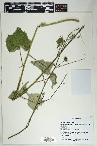 Abutilon mollicomum image