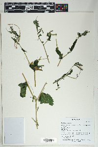 Mentzelia aspera image