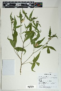 Gossypium thurberi image