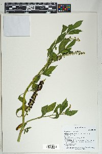 Phytolacca icosandra image