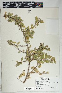 Stegnosperma watsonii image