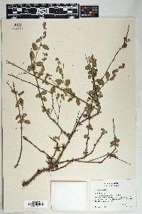 Waltheria indica image