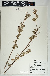 Waltheria indica image