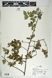 Celtis reticulata image