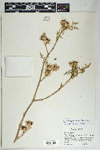 Solanum lumholtzianum image