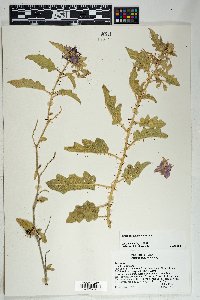 Solanum houstonii image