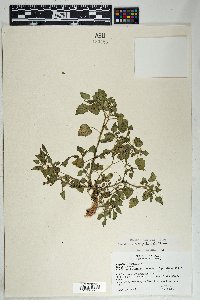 Physalis crassifolia image