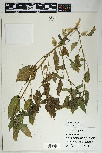 Physalis subulata image