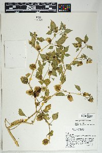 Physalis philadelphica image