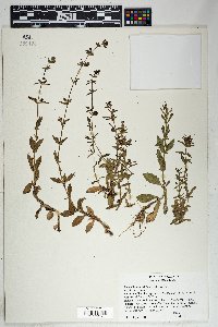 Stemodia durantifolia image