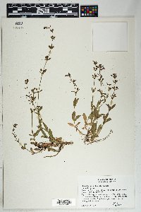 Stemodia durantifolia image