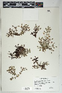 Mecardonia procumbens image