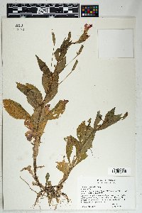 Galium antarcticum image