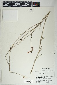 Russelia sonorensis image