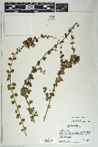 Russelia furfuracea image