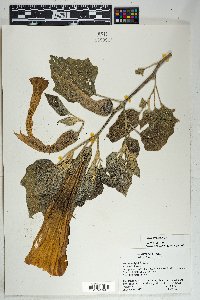 Datura wrightii image