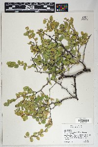 Celtis pallida image