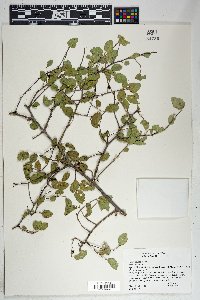 Celtis pallida image