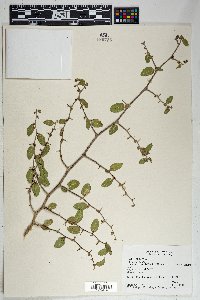 Celtis pallida image