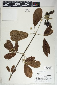 Vitex mollis image