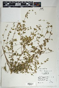 Lippia palmeri image