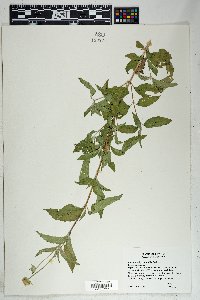 Lantana achyranthifolia image