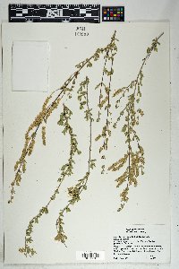 Aloysia gratissima image