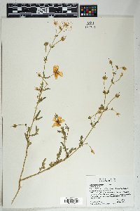 Kallstroemia grandiflora image