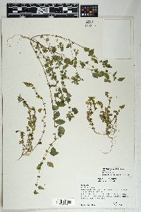 Parietaria hespera image