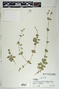 Mirabilis laevis image