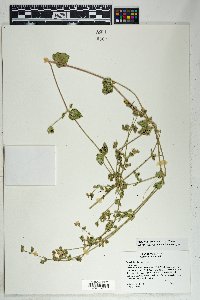 Mirabilis laevis var. villosa image