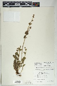 Mirabilis laevis var. villosa image