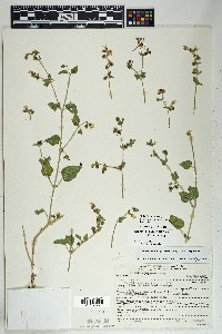 Mirabilis laevis image