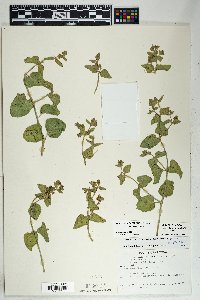 Mirabilis laevis var. villosa image