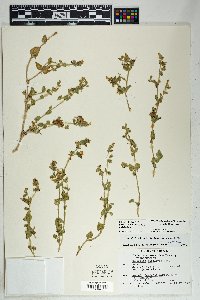 Mirabilis laevis image