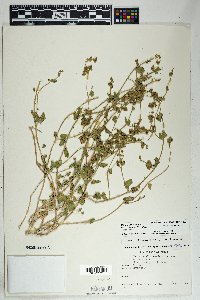 Mirabilis laevis var. villosa image