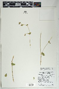 Mirabilis laevis image