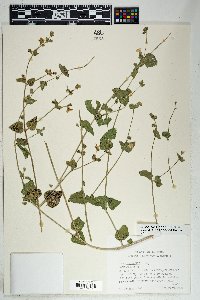 Mirabilis laevis var. villosa image