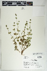 Mirabilis laevis var. villosa image