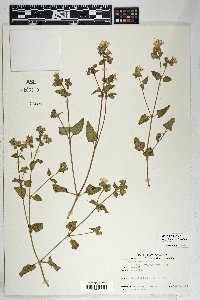 Mirabilis laevis image