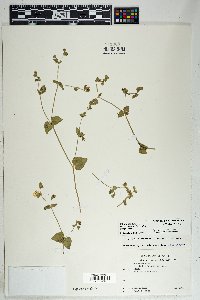 Mirabilis laevis var. villosa image