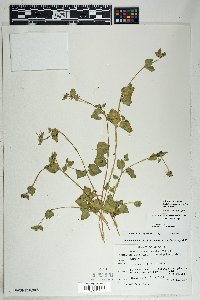 Mirabilis laevis image