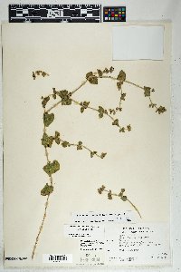 Mirabilis laevis var. villosa image