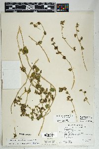 Mirabilis laevis var. villosa image