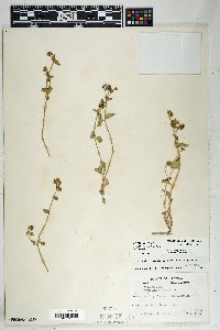 Mirabilis laevis var. villosa image