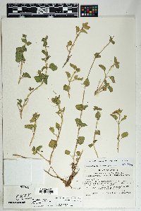 Mirabilis laevis var. villosa image