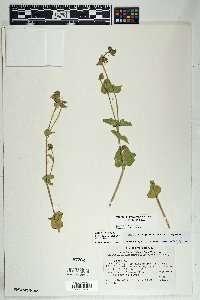 Mirabilis laevis var. villosa image