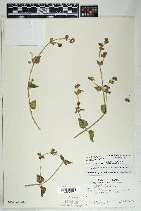 Mirabilis laevis var. villosa image