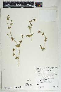 Mirabilis laevis image