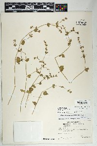 Mirabilis laevis image